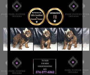 Goldendoodle (Miniature) Puppy for sale in WARSAW, IN, USA