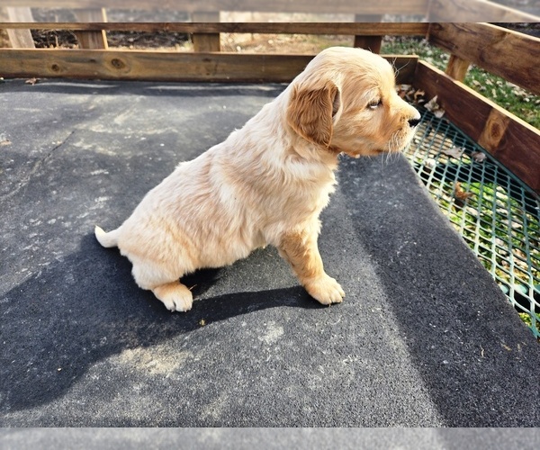 Medium Photo #3 Golden Retriever Puppy For Sale in LEON, KS, USA