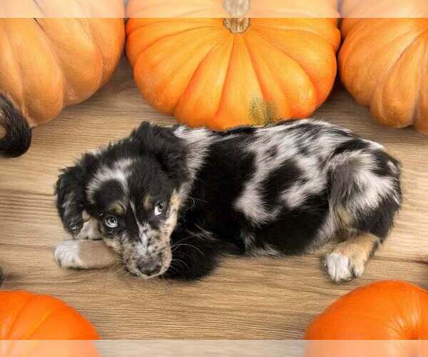 Medium Photo #4 Australian Shepherd Puppy For Sale in WILLIAMS, AZ, USA