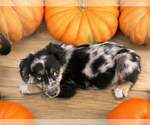 Small #3 Australian Shepherd