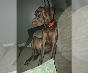German Shorthaired Pointer Puppy for sale in DETROIT LAKES, MN, USA