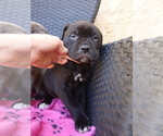 Small Photo #1 Cane Corso Puppy For Sale in AGUA DULCE, CA, USA