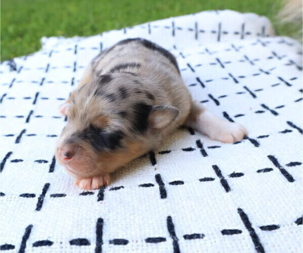 Medium Photo #3 Miniature Australian Shepherd Puppy For Sale in DAWSON, GA, USA