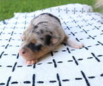 Small #1 Miniature Australian Shepherd