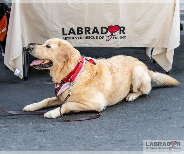 Medium Photo #1 Labrador Retriever Puppy For Sale in Clovis, CA, USA