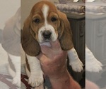Puppy Cassie Basset Hound