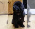 Small Photo #3 Newfoundland Puppy For Sale in BLUE SPRINGS, MO, USA