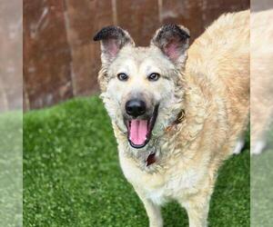 Mutt Dogs for adoption in San Diego, CA, USA