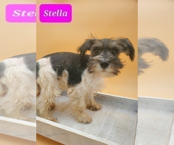 Medium Photo #1 Schnauzer (Miniature) Puppy For Sale in GOSHEN, IN, USA