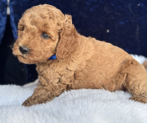Medium Photo #6 Goldendoodle (Miniature) Puppy For Sale in SAN FERNANDO, CA, USA