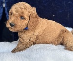 Small #5 Goldendoodle (Miniature)