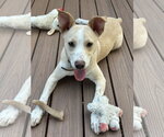 Small #2 Boxer-Shiba Inu Mix
