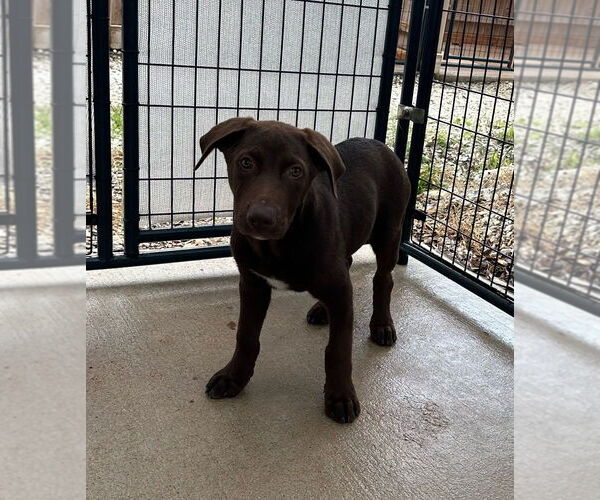 Medium Photo #3 Labrador Retriever-Unknown Mix Puppy For Sale in Oak Bluffs, MA, USA