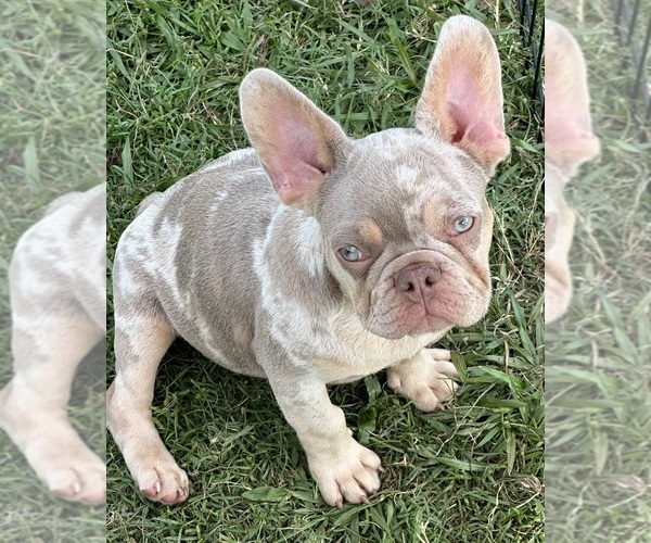 Medium Photo #1 French Bulldog Puppy For Sale in JEFFERSON, GA, USA