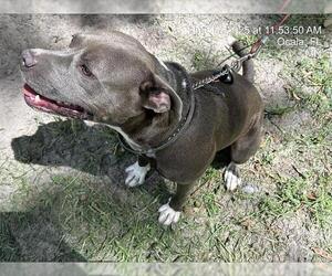 American Pit Bull Terrier-Unknown Mix Dogs for adoption in Ocala, FL, USA