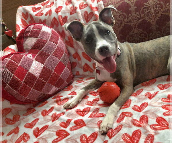 Medium Photo #7 Mutt Puppy For Sale in Mount Laurel, NJ, USA