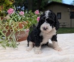 Small #10 Miniature Bernedoodle