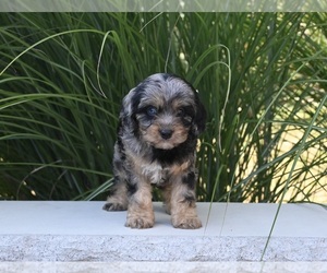 Cavapoo Puppy for sale in MILLERSBURG, OH, USA