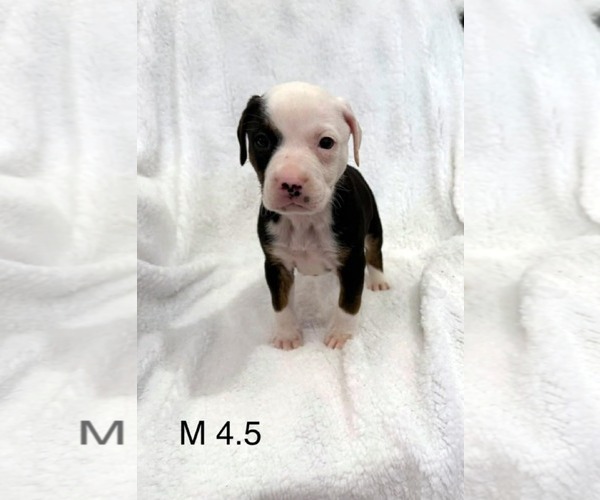 Medium Photo #4 Mutt Puppy For Sale in Royal Palm Beach, FL, USA