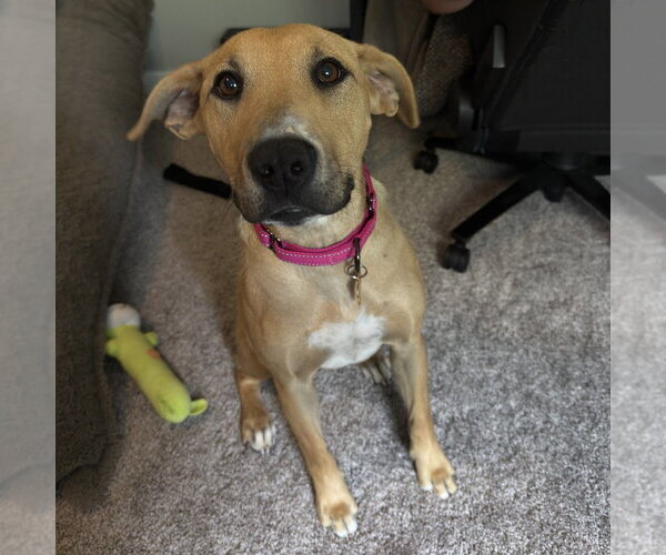 Medium Photo #2 Labrador Retriever-Unknown Mix Puppy For Sale in Minneapolis, MN, USA