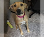 Small #1 Labrador Retriever Mix