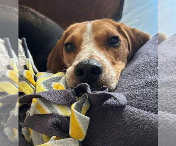 Medium Photo #4 Beagle Puppy For Sale in Tucson, AZ, USA