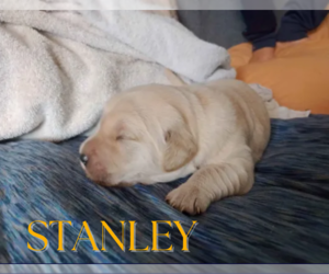 Golden Retriever Puppy for sale in ARIZONA CITY, AZ, USA
