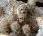 Small Photo #9 Poodle (Standard) Puppy For Sale in NASHVILLE, TN, USA