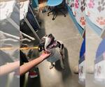 Small American Pit Bull Terrier