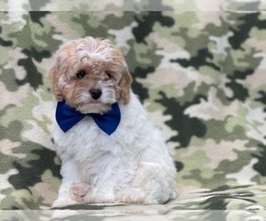 Cockapoo Puppy for sale in LAKELAND, FL, USA