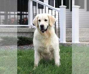 Mother of the English Cream Golden Retriever puppies born on 09/21/2025