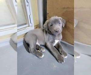 Blue Lacy Puppy for sale in LAKELAND, FL, USA