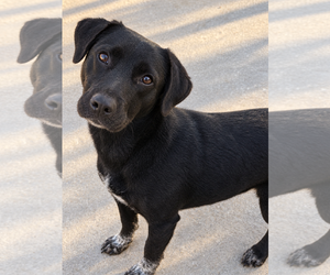 Mutt Dogs for adoption in MIDWAY, UT, USA