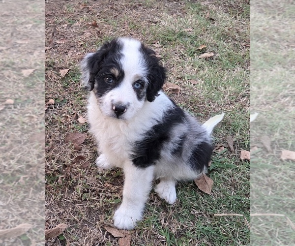 Medium Photo #1 Aussiedoodle Puppy For Sale in WILLS POINT, TX, USA
