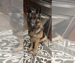 Mother of the German Shepherd Dog puppies born on 01/13/2025