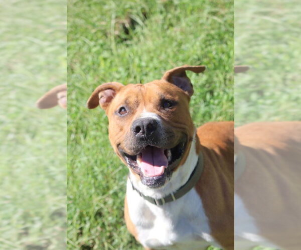 Medium Photo #9 Boxer-Unknown Mix Puppy For Sale in garner, NC, USA
