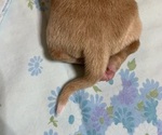 Small Photo #7 Dachshund Puppy For Sale in RED OAK, TX, USA