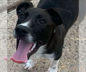 Collie-Unknown Mix Dogs for adoption in Bristol, CT, USA