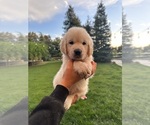 Small Photo #1 English Cream Golden Retriever Puppy For Sale in CLOVIS, CA, USA