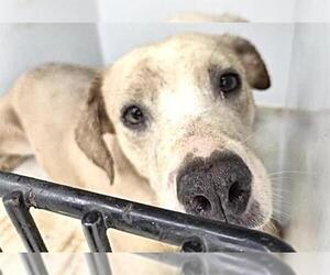 Labrador Retriever-Unknown Mix Dogs for adoption in Houston, TX, USA