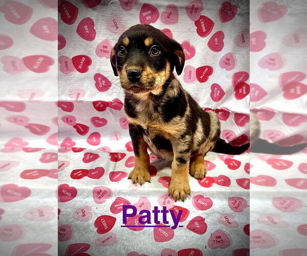 Medium Photo #3 Mutt Puppy For Sale in Mooresville, NC, USA