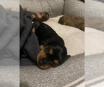 Small Photo #5 Dachshund Puppy For Sale in STONY CREEK, VA, USA