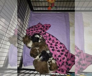 Shih Tzu Puppy for sale in BALTIMORE, MD, USA