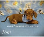 Image preview for Ad Listing. Nickname: Mini Tom