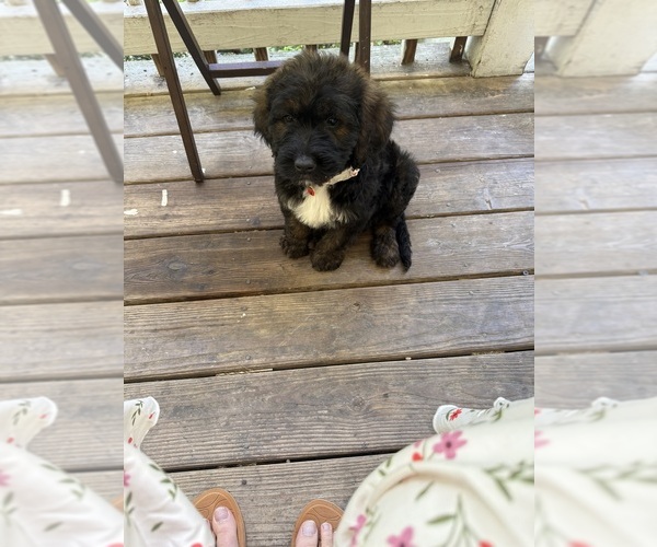 Medium Photo #32 Saint Berdoodle Puppy For Sale in DINWIDDIE, VA, USA