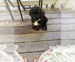 Small Photo #32 Saint Berdoodle Puppy For Sale in DINWIDDIE, VA, USA