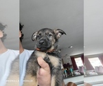 Small Photo #4 German Shepherd Dog Puppy For Sale in FLEISCHMANNS, NY, USA