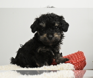 Poodle (Toy) Puppy for sale in SENECA FALLS, NY, USA