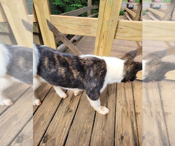 Medium Photo #5 Akita Puppy For Sale in FRANKLIN, NC, USA