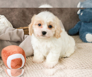 Cavachon Puppy for sale in SYRACUSE, IN, USA